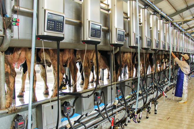 lao động vắt sữa bò Nhật Bản